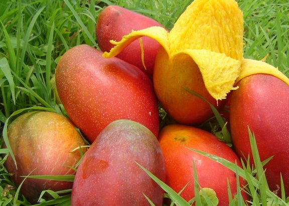 MANGO-1 Adet