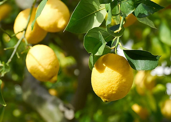 Limon 1 kg