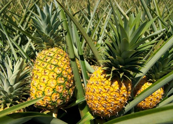 ANANAS- 1 Adet